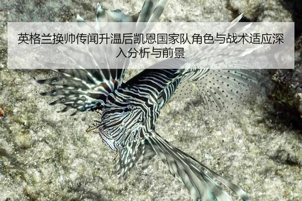 英格兰换帅传闻升温后凯恩国家队角色与战术适应深入分析与前景
